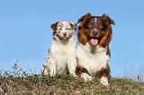 BERGER AUSTRALIEN - ADULT & PUPPY 023